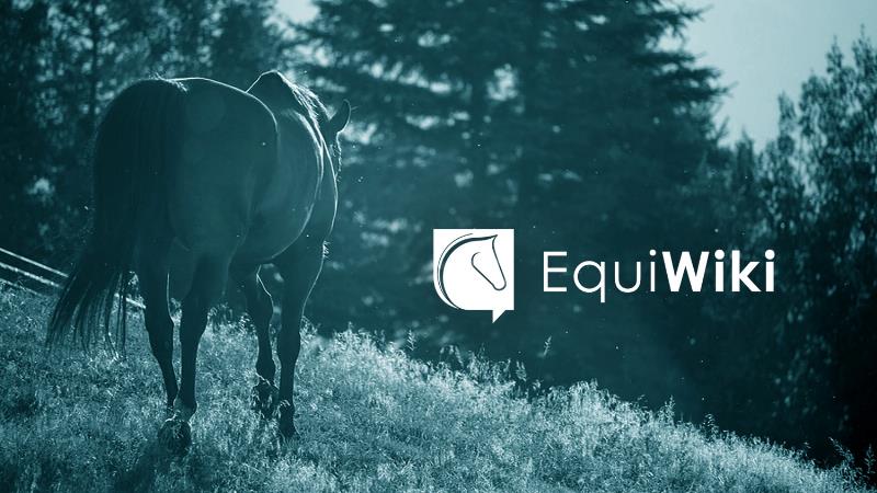 Banner EquiWiki - Main qui caresse cheval - overlay petrol blue - 800x450